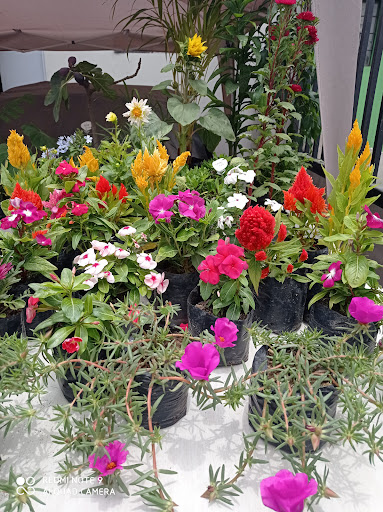 Vivero Florencia