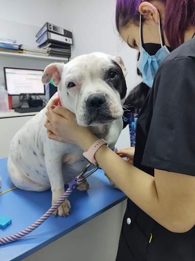 Clínica Veterinaria Dr. Paws