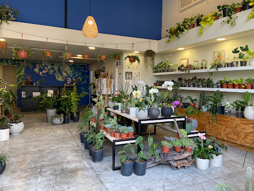 La Muyita - Tienda botánica